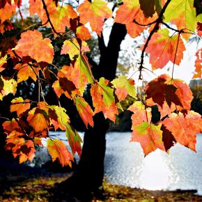 HOW TO STOP THE&nbsp;LIGHT