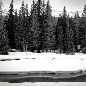 FOREST WALK in black&&nbsp;white